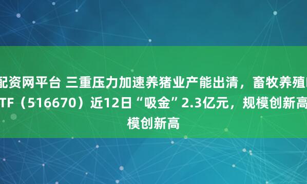 配资网平台 三重压力加速养猪业产能出清，畜牧养殖ETF（516670）近12日“吸金”2.3亿元，规模创新高